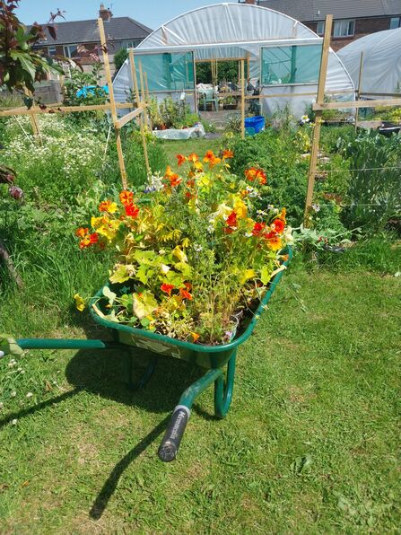 flowers in a wheelbarrow