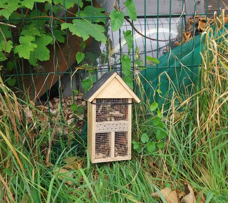 bug insect house