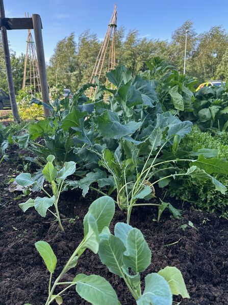 vegetable bed at South Carlisle Health Care