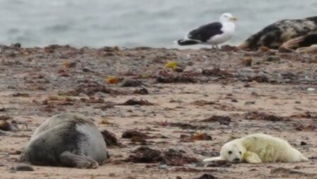 Grey seal and pup on beach at South Walney Nature Reserve