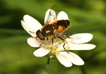 Pollinator on a flower credit Peter Boardman