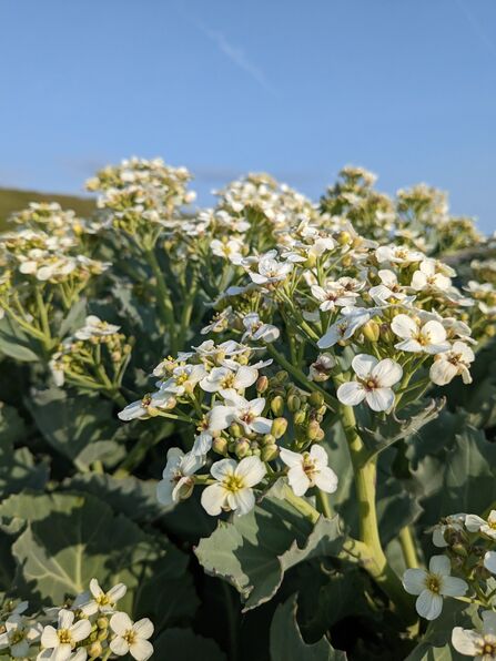 Sea kale at earnes bay credit Cumbria Wildlife Trust