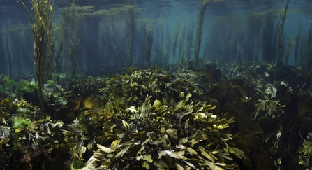 A meadow of seaweeds - copyright Alexander Mustard/2020VISION