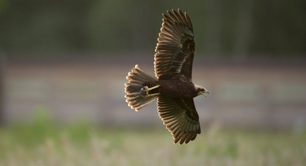 Marsh harrier