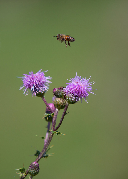 Pollinator and thistle copyright Jon Hawkins - Surrey Hills Photography