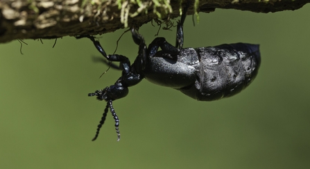 Oil Beetle by Guy Edwardes/2020VISION