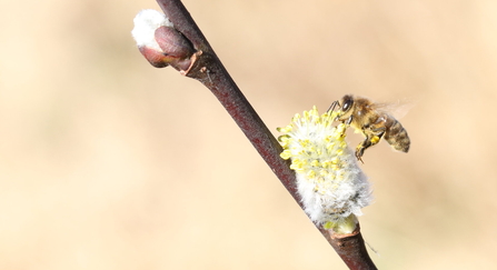 Honeybee on willow blossom - copyright Vaughn Matthews