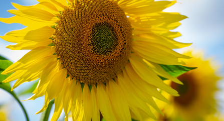 Sunflowers at Vine House Farm © Matthew Roberts