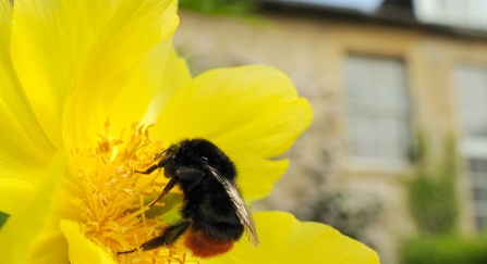 Red tailed bumble bee on garden flower