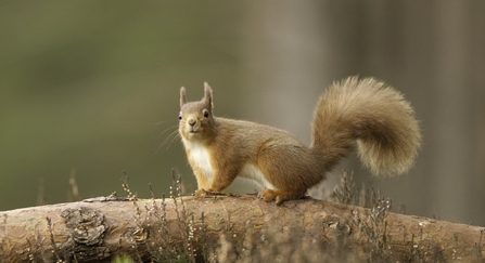 A red squirrel standing on a tree branch