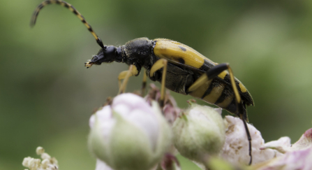 Spotted longhorn beetle by Chris Lawrence