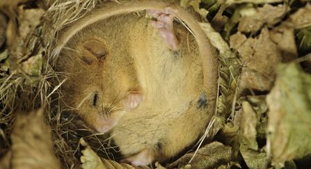 Hazel dormouse copyright Terry Whittaker/2020VISION