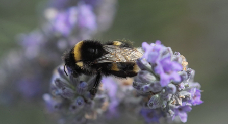 White-tailed bumblebee © Derek Moore