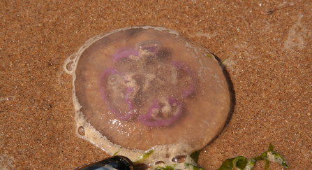 Moon Jelly fish