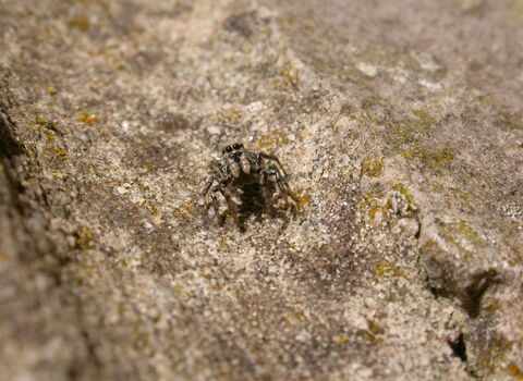 Zebra Spider