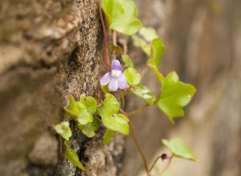 Ivy-leaved Toadflax