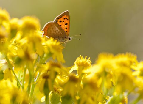 Small Copper butterfly on Common Ragwort