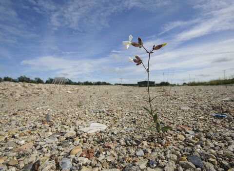 White Campion