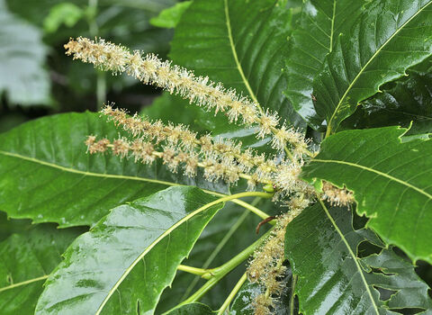 Sweet Chestnut