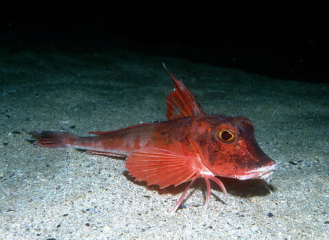 Red gurnard