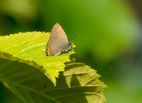 White-letter hairstreak butterfly