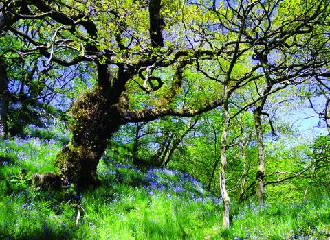 Argill woods nature reserve - bluebells in springtime