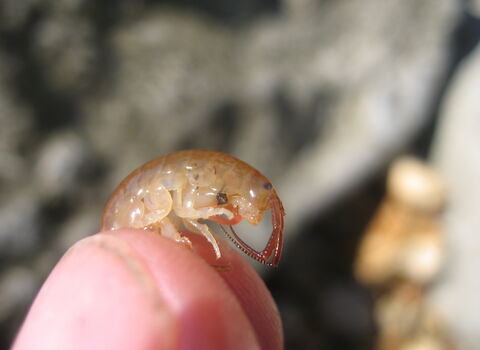 Sand hopper