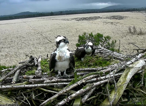 Two adult ospreys in the nest at Foulshaw Moss Nature Reserve