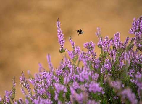 Bumblebee purple heather - copyright Jon Hawkins Surrey Hills