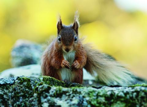 Red squirrel on a wall - Peter Trimming