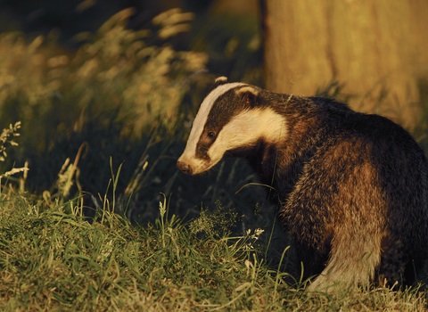 image of a profile of a sub-adult badger in evening light - copyright Andrew Parkinson - 2020VISION