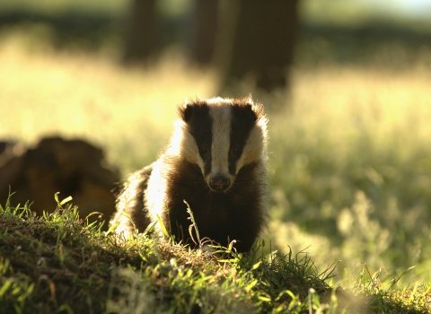 image Portrait of an alert adult badger backlit by evening sunlight Derbyshire UK - copyright Andrew Parkinson/2020VISION