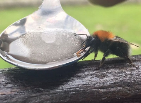 image of a Bee drinking sugar energy syrup from a spoon