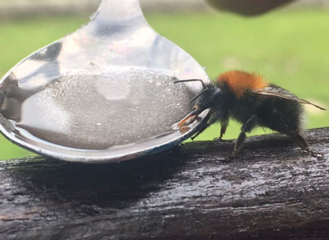 image of a Bee drinking sugar energy syrup from a spoon