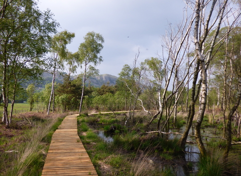 image of boardwalk path at Foulshaw moss