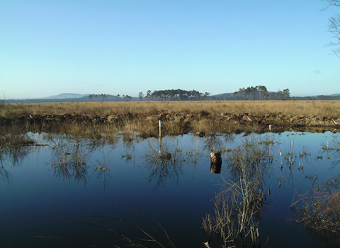 Foulshaw Moss