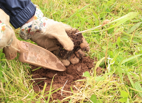 Close up image of a volunteer's hands in gardening gloves planting a meadow flower plug plant 