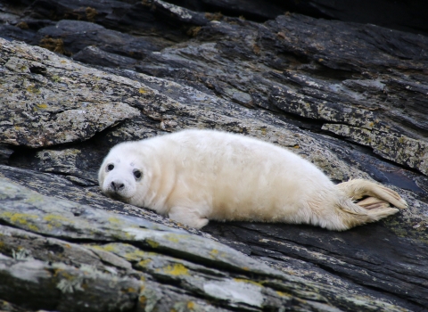 image of Grey seal pup on rocks  - copyright Lara Howe