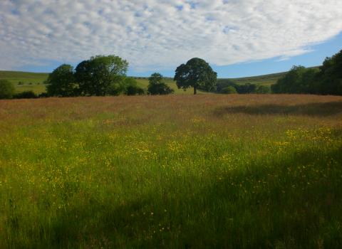 Hay meadow in english countryside, Cumbria, north England