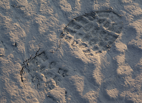 image of Human footprint in mudflats at Morecambe Bay - copyright Peter Cairns/2020VISION