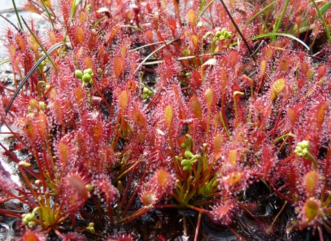 Image of Oblong leaved Sundew plant in peatland bog