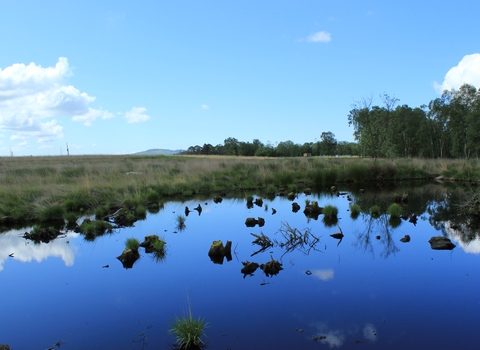 image of peat bog at foulshaw moss nature reserve