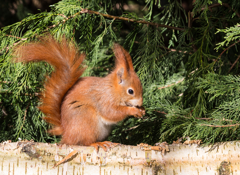 Image of Red squirrel on a log with green background - copyright Charles Thody Photography