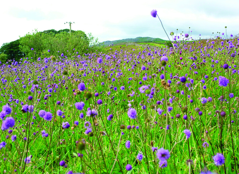 image of purple wild flowers in a meadow with woodland in background