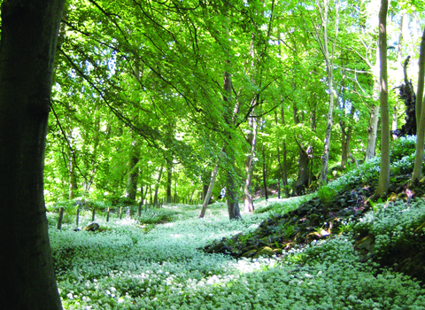 image of woodland in spring with wild garlic plant carpeting the ground