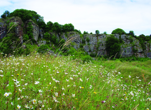 image of wild flower daisies and limestone rock formations at clints quarry nature reserve