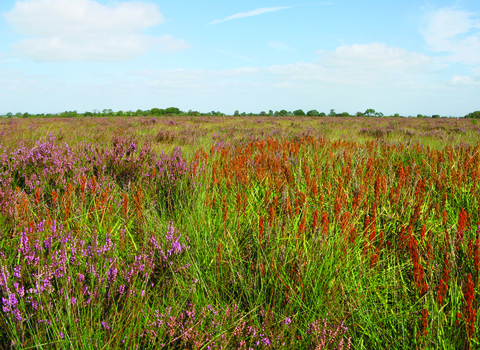 image of Drumburgh moss nature reserve