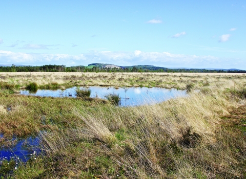 image of Foulshaw moss landscape -copyright ian alexander waite