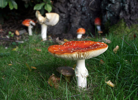 image of red and white Fungi in grass - copyright Margaret Baker