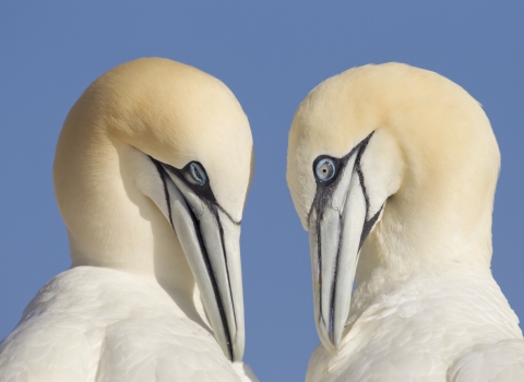 A pair of gannets close up side profiles mutual preening against blue sky - copyright peter cairns northshots 2020vision
